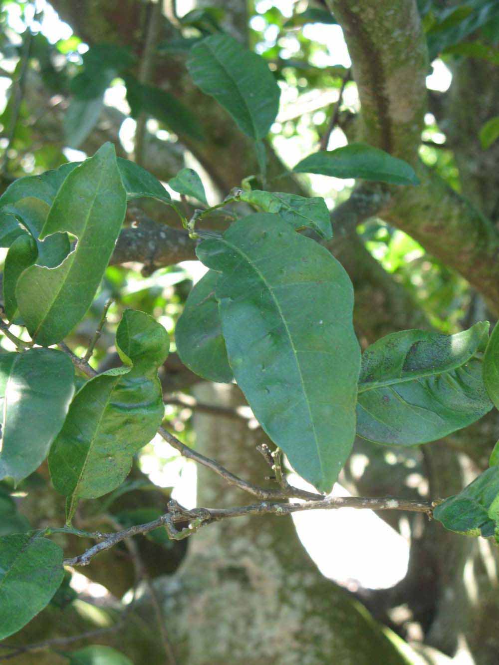              Shade leaves (Winter Haven, FL)       